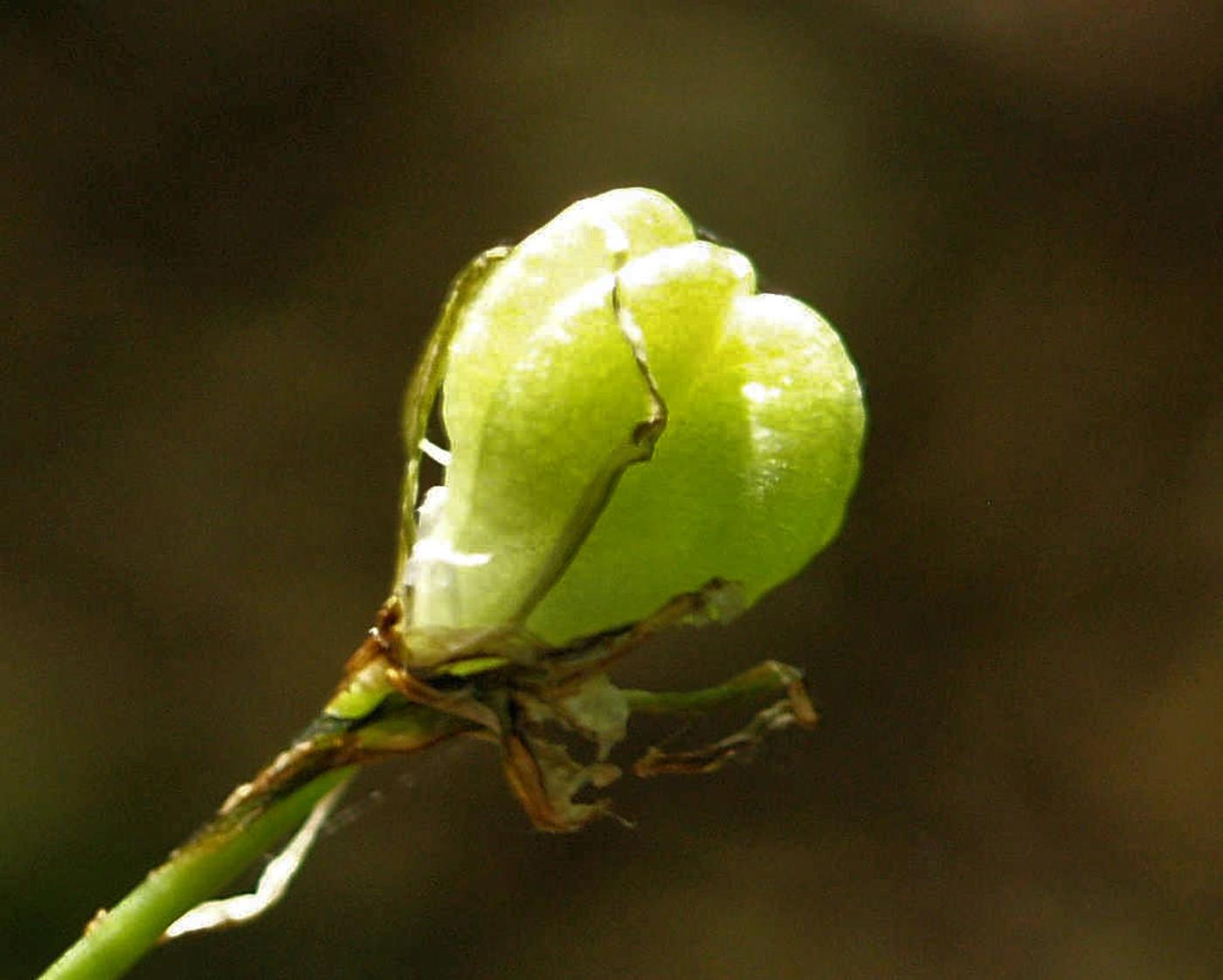 Star-of-Bethlehem, [Erect-leaved] fruit